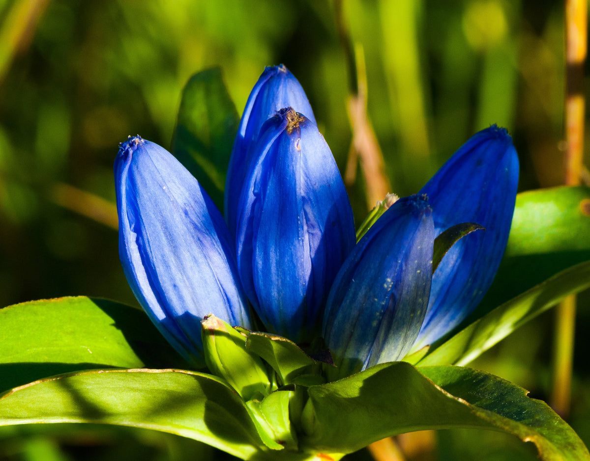 200 BOTTLE GENTIAN (Closed or Blind Gentian / Cloistered Heart) Gentiana Andrewsii Flower Seeds