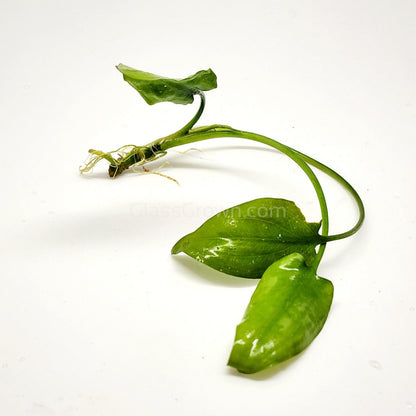 Cryptocoryne Pontederiifolia