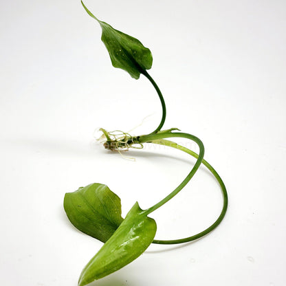 Cryptocoryne Pontederiifolia