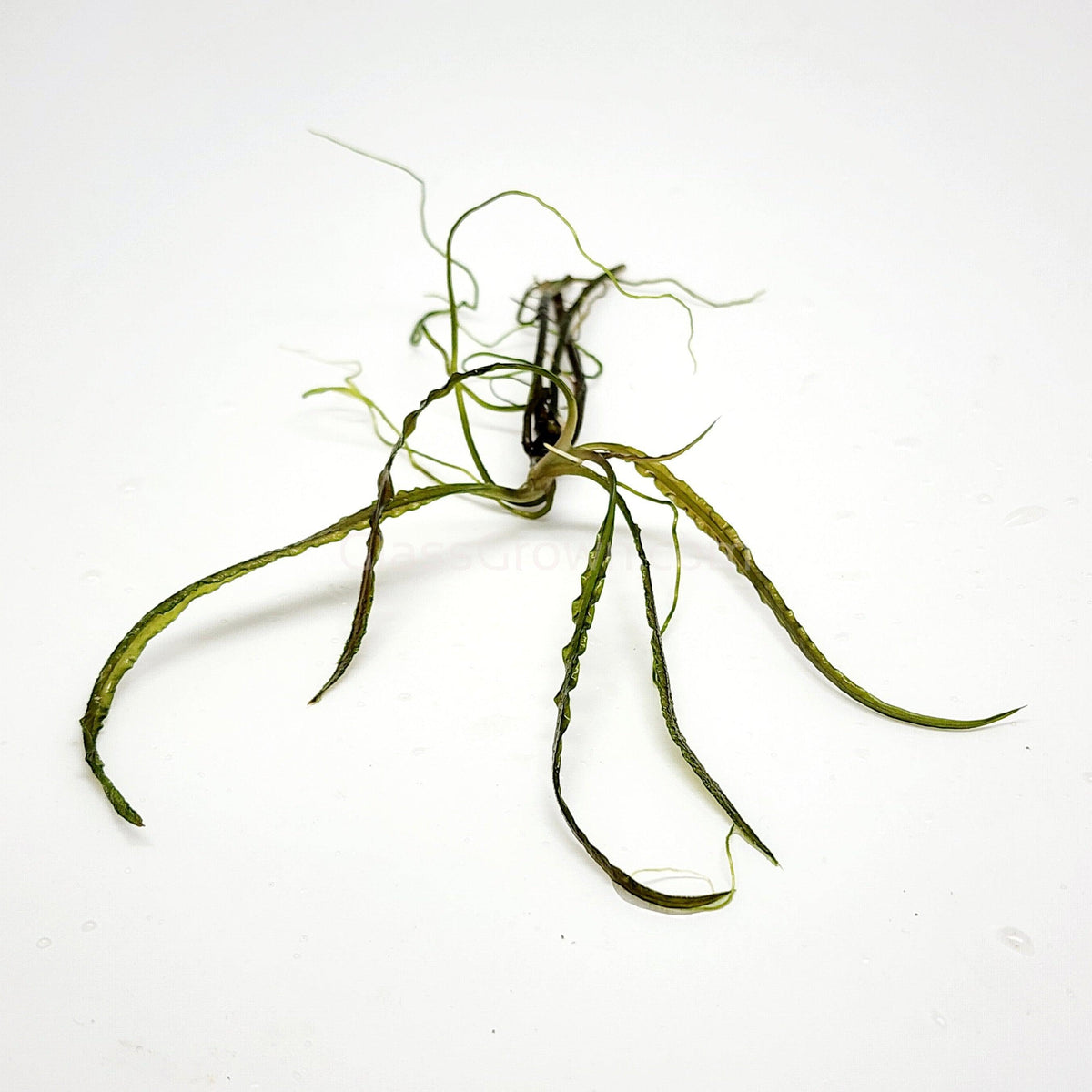 Cryptocoryne Retrospiralis