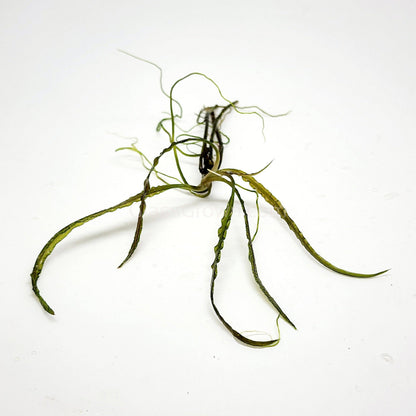 Cryptocoryne Retrospiralis