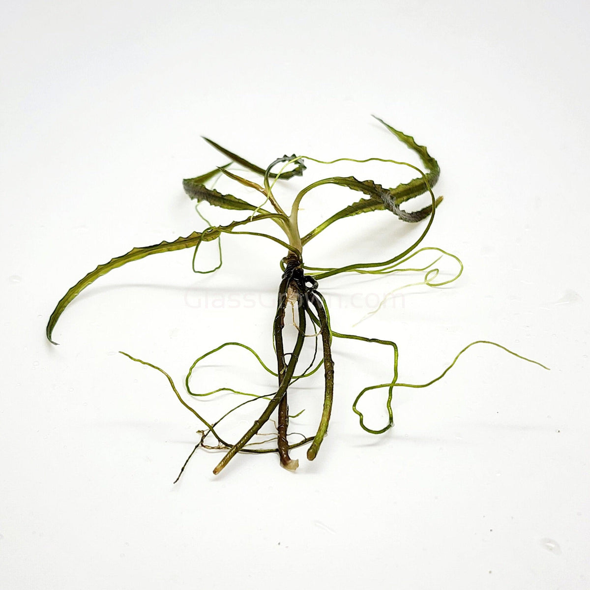 Cryptocoryne Retrospiralis