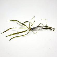 Cryptocoryne Retrospiralis