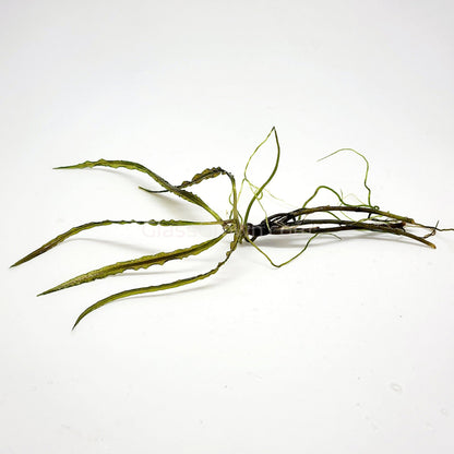Cryptocoryne Retrospiralis