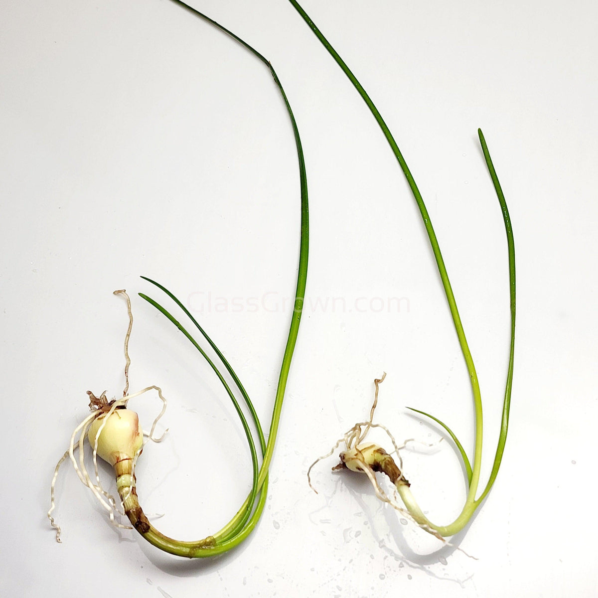 Dwarf Water Onion Bulb (3 pack)