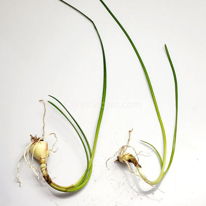 Dwarf Water Onion Bulb (3 pack)