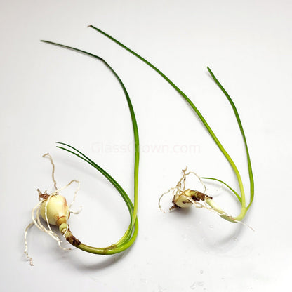 Dwarf Water Onion Bulb (3 pack)