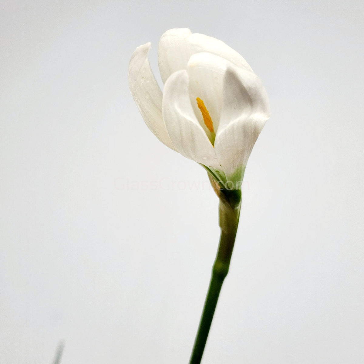Dwarf Water Onion Bulb (3 pack)