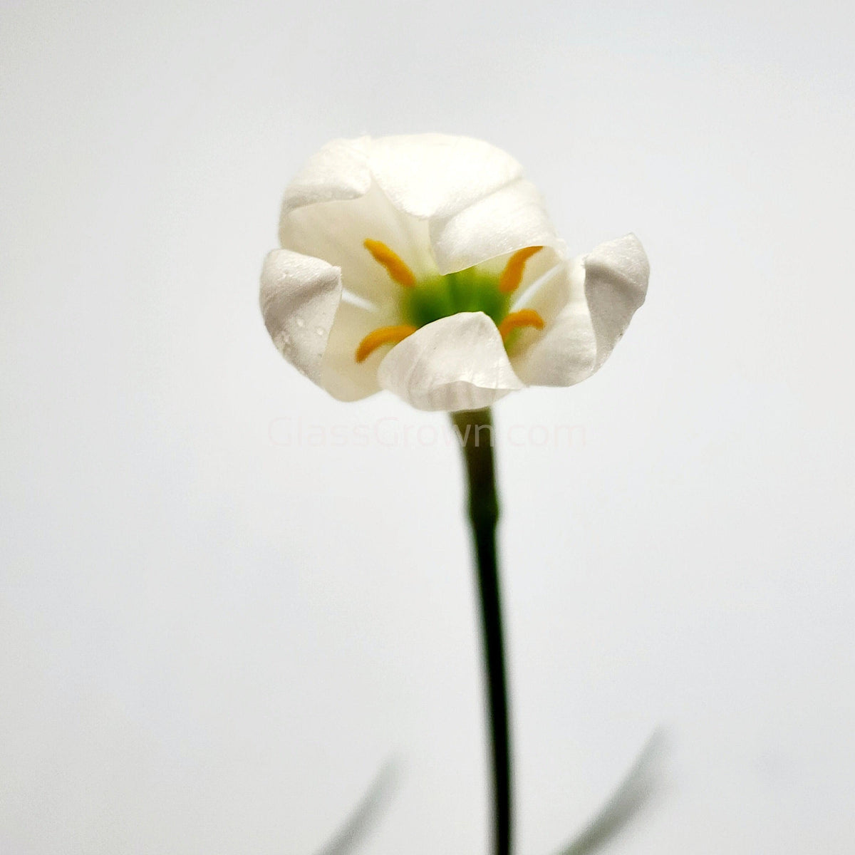 Dwarf Water Onion Bulb (3 pack)