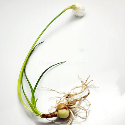 Dwarf Water Onion Bulb (3 pack)