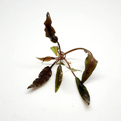Cryptocoryne Undulata