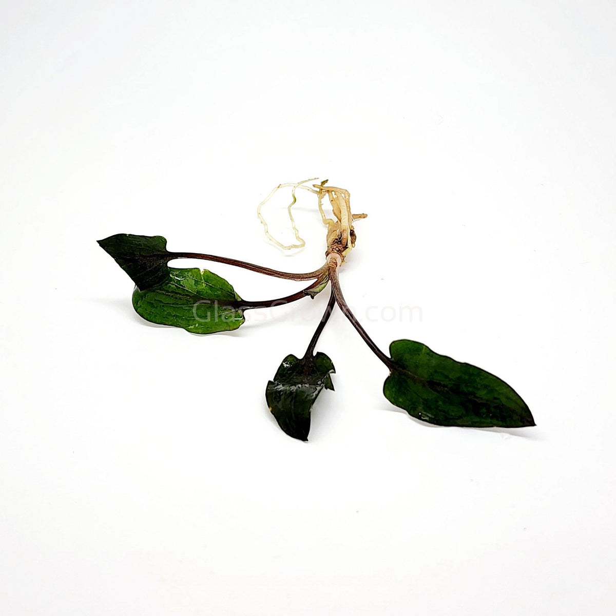 Cryptocoryne Wendtii