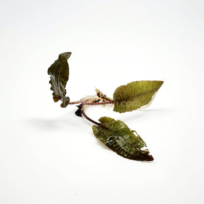 Cryptocoryne Wendtii