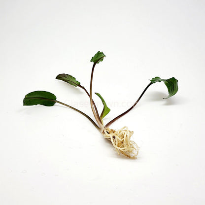 Cryptocoryne Wendtii