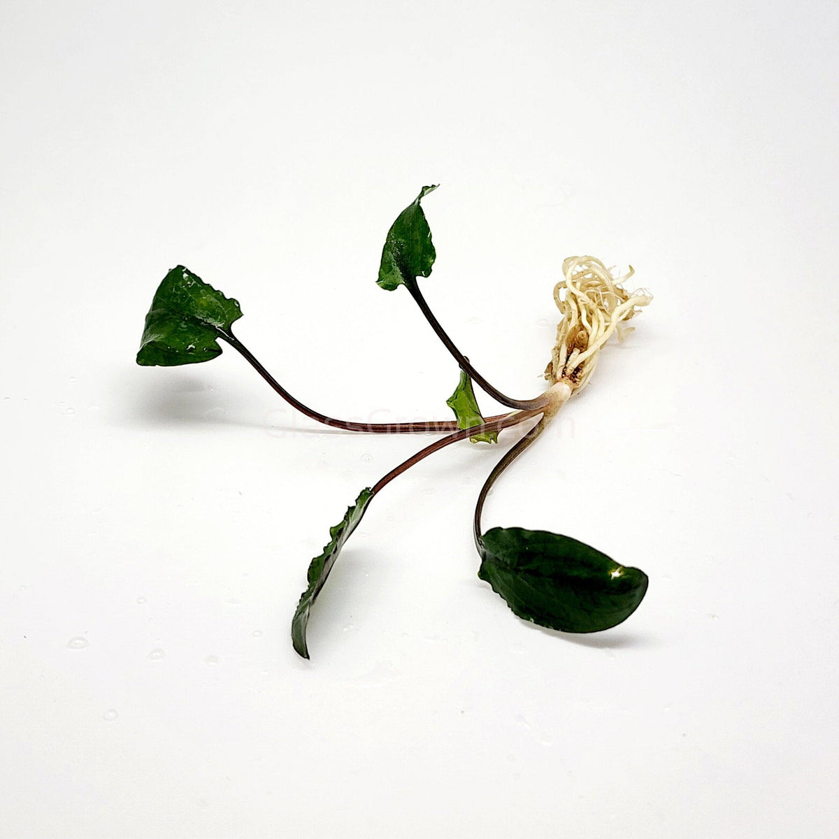 Cryptocoryne Wendtii