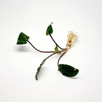 Cryptocoryne Wendtii