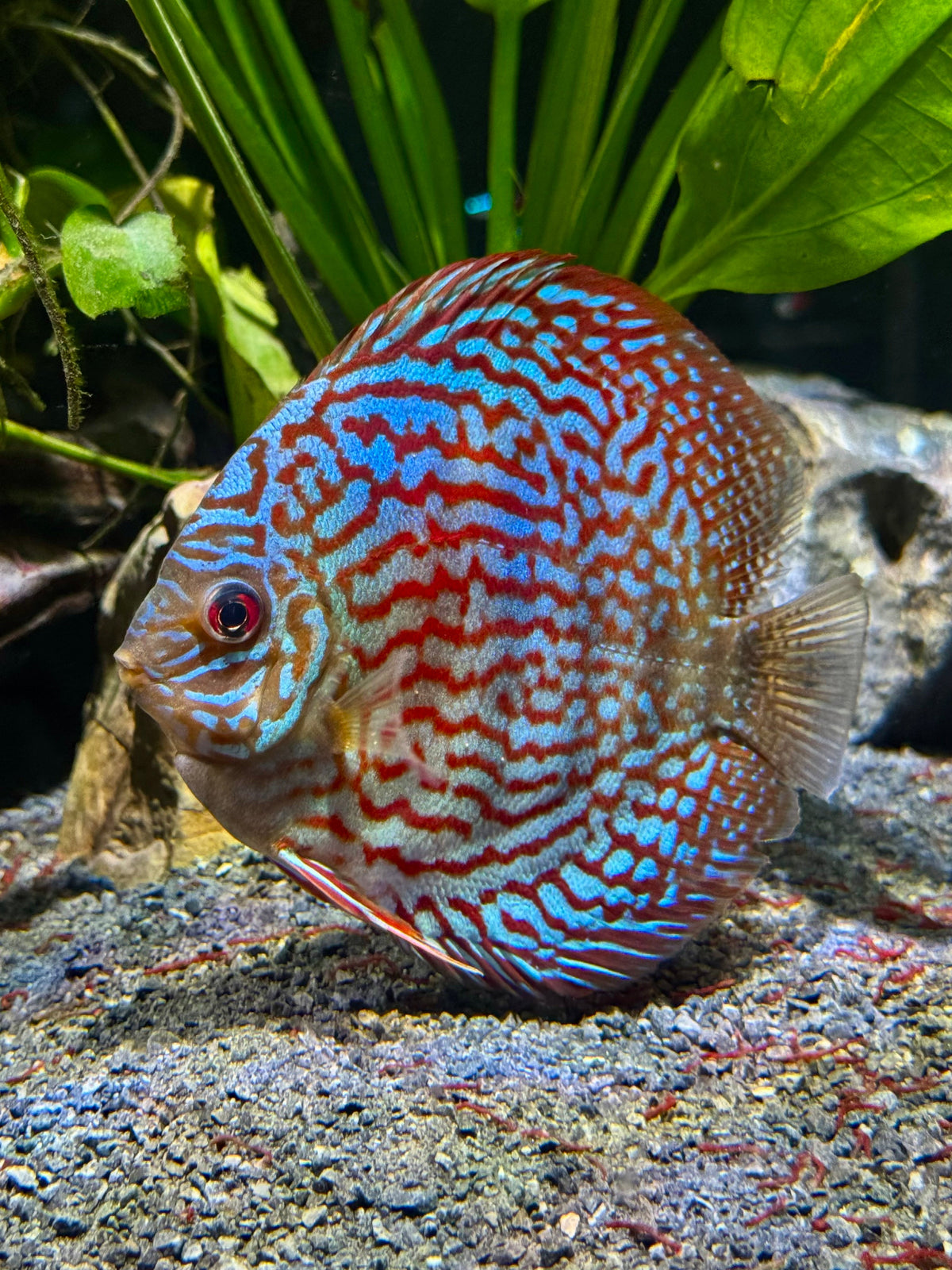 Red Leopard Discus