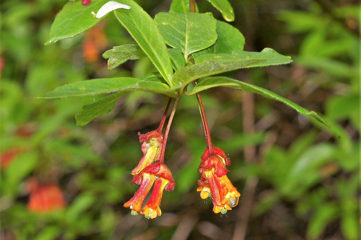 25 TWINBERRY HONEYSUCKLE Lonicera Involucrata California Bearberry Black Twin Berry Endangered Native Sun or Shade Shrub Yellow Red Hummingbird Flower Seeds