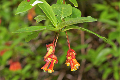25 TWINBERRY HONEYSUCKLE Lonicera Involucrata California Bearberry Black Twin Berry Endangered Native Sun or Shade Shrub Yellow Red Hummingbird Flower Seeds