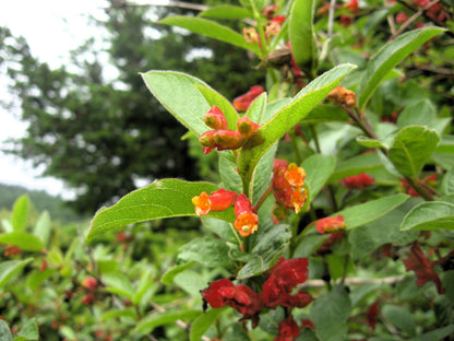 25 TWINBERRY HONEYSUCKLE Lonicera Involucrata California Bearberry Black Twin Berry Endangered Native Sun or Shade Shrub Yellow Red Hummingbird Flower Seeds