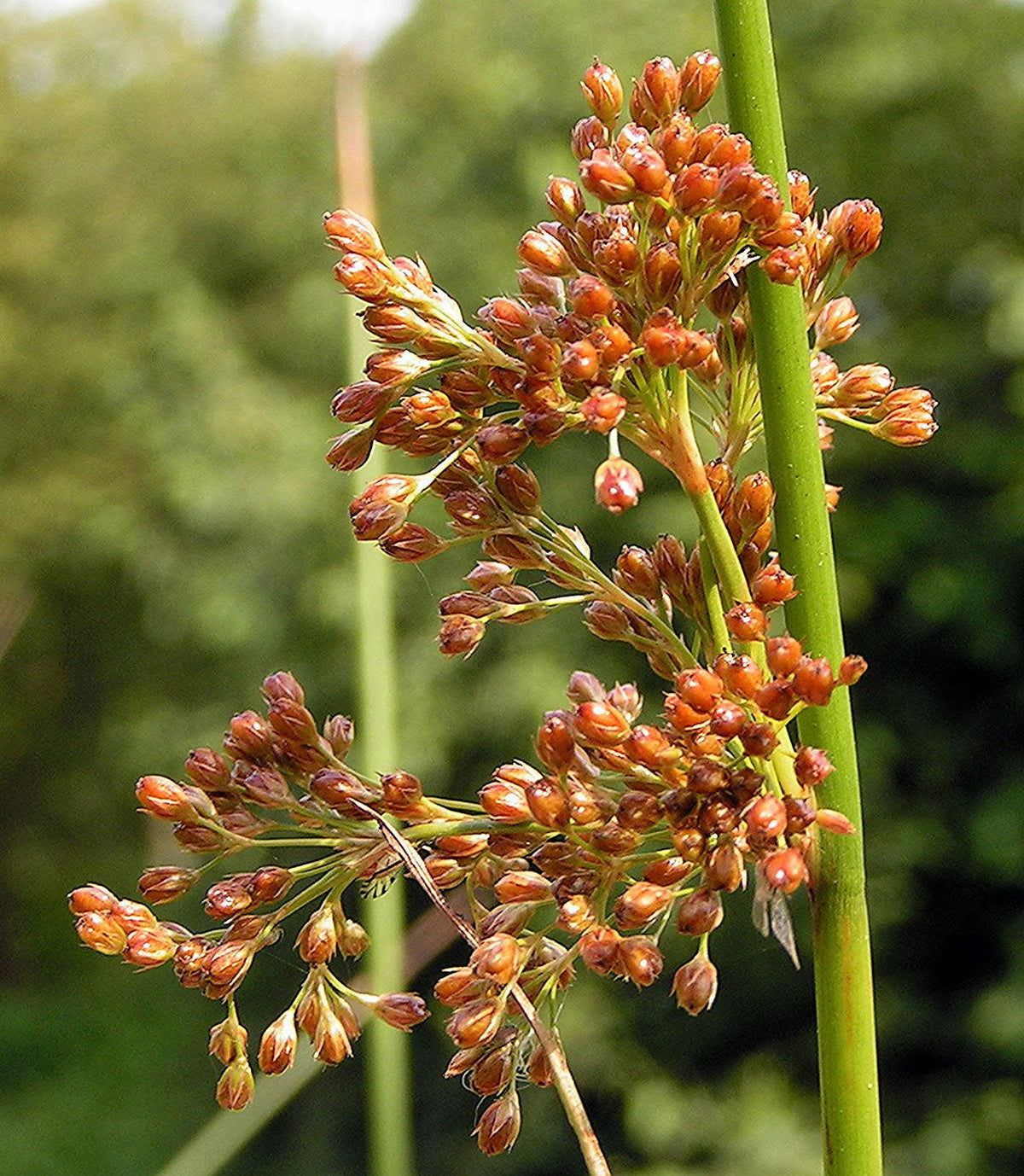 1000 SOFT RUSH (Common Rush) Juncus Effusus Ornamental Grass Seeds