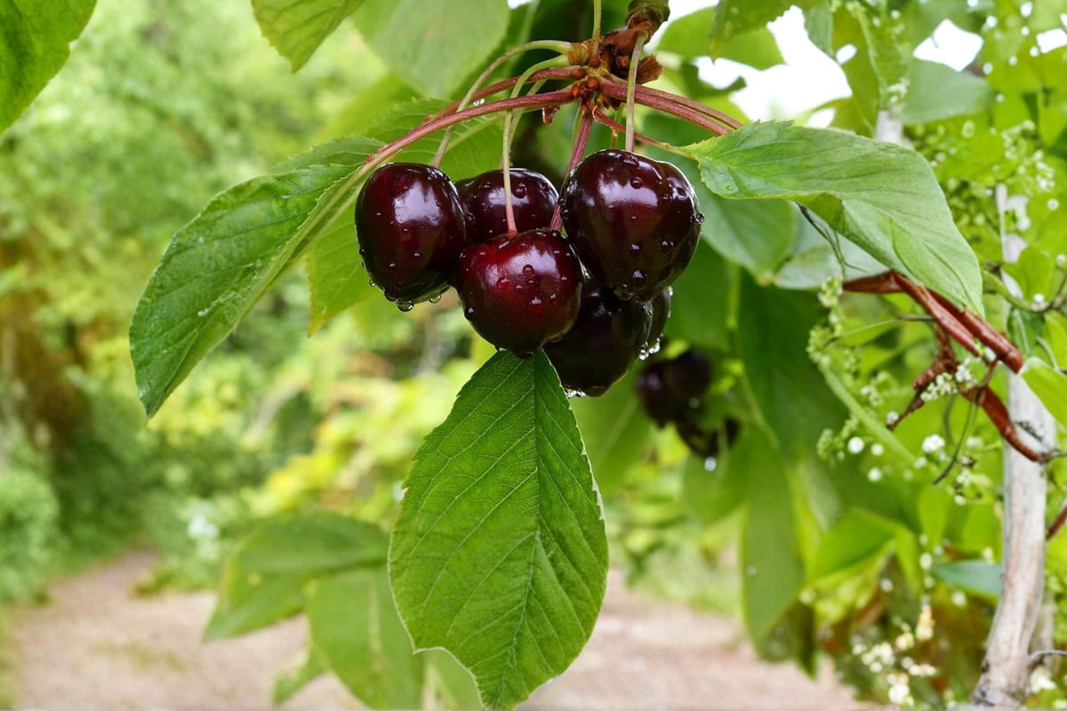 Black Pearl Cherry Tree Live Plant, 4–6 ft Deciduous Fruit Tree, Dark Red to Black Cherries, Prunus avium for Home Garden & Orchard