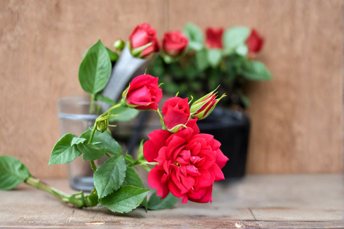 Beauty Secret Red Miniature Rose 2 Gal Live Plant Medium Red Blooms Compact Bush Garden Shrub Outdoor Rose Plant