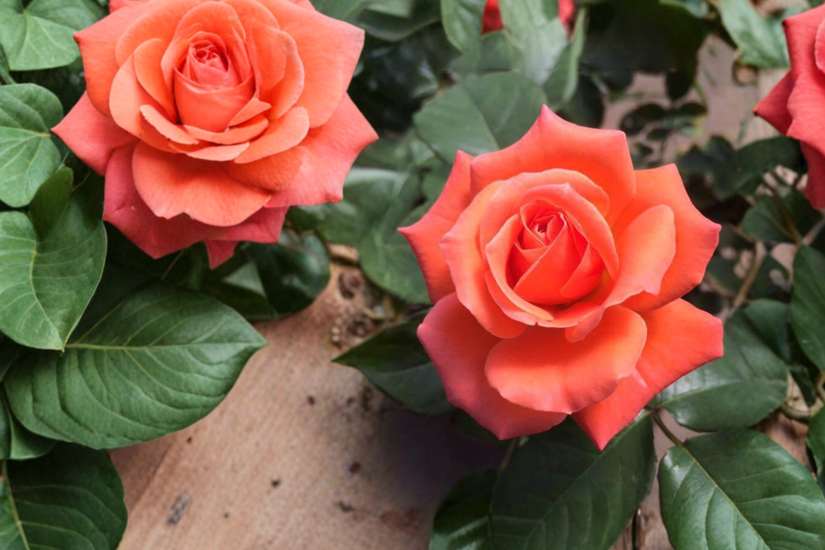 Tropicana Rose Bush 2 Gallon Live Plant – Orange Hybrid Tea Flowering Shrub for Garden Beds & Landscape