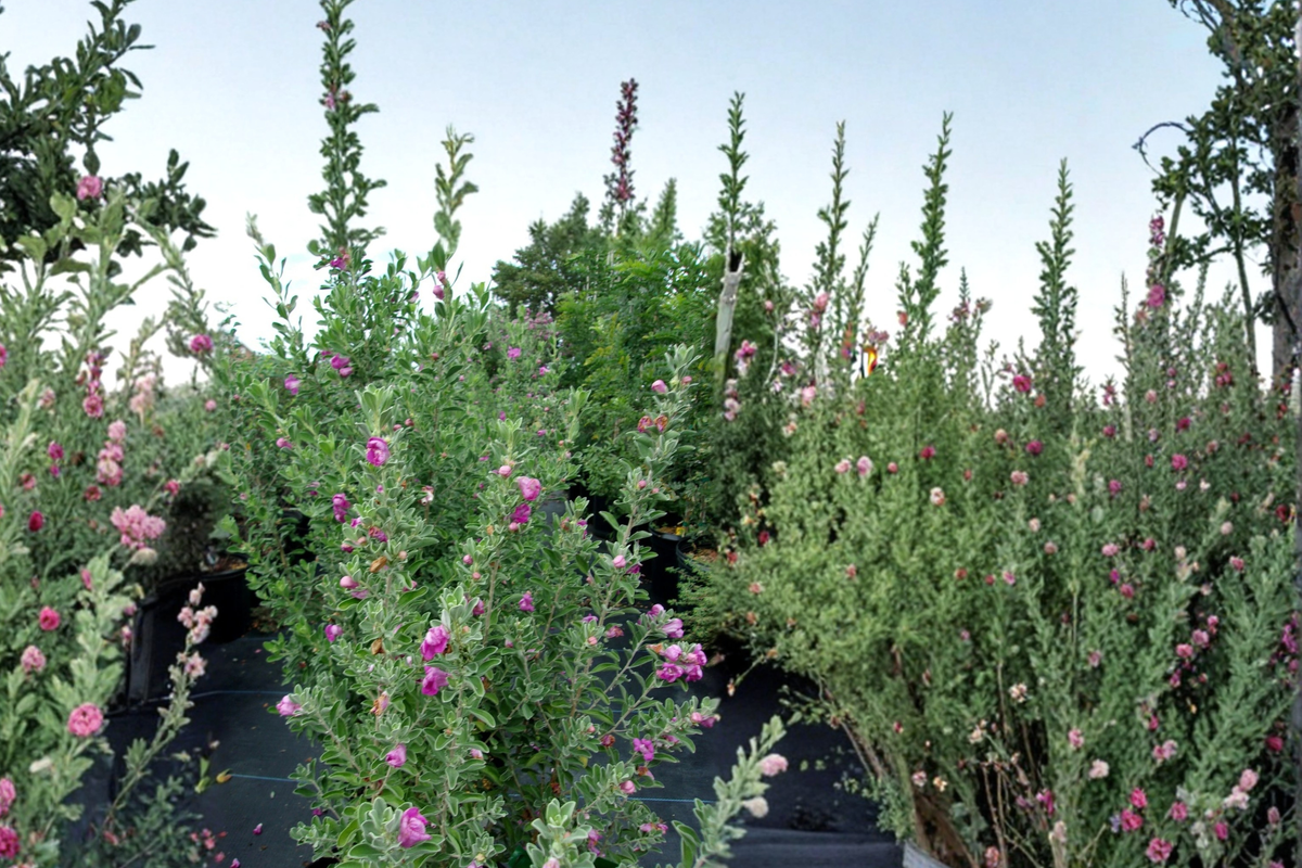 Purple Texas Sage Shrub 2-3 ft Live Plant Evergreen Flowering Hedge Silver Foliage Landscape Garden Plant