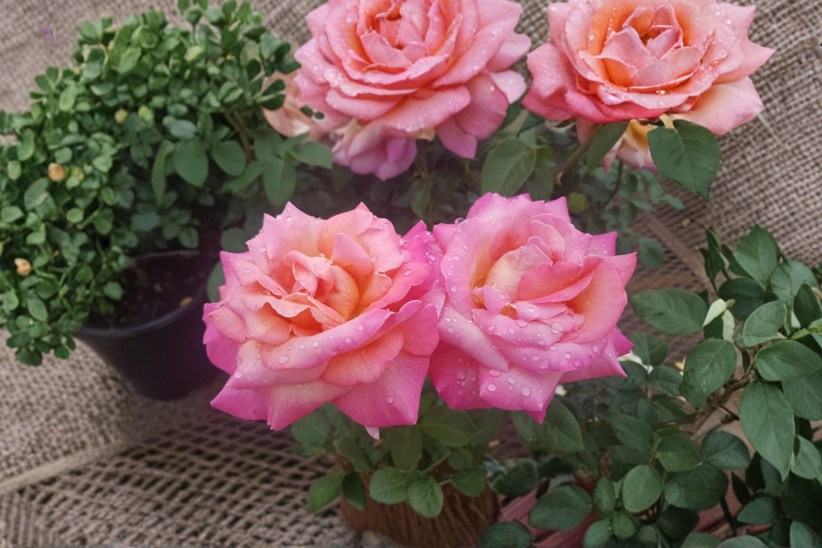 Hybrid Tea Rose Live Plant – 5 Gallon, Golden Yellow Pink Bloom, Rosa ‘Broadway’ for Garden, Outdoor Flowering Bush
