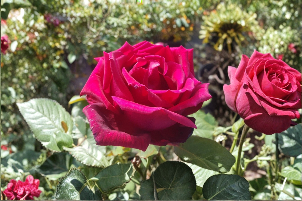 Traviata Red Hybrid Tea Rose Live Plant 1 Gal – Fragrant Double Bloom Rose Bush for Garden Landscape Outdoor Planting