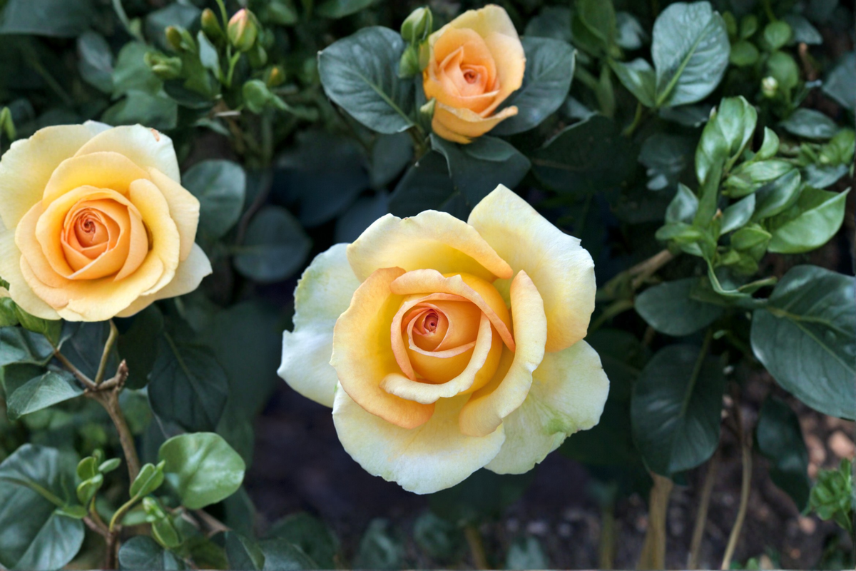 Gold Medal Grandiflora Rose Bush 5 Gal Live Plant – Yellow Orange Blooms, Large Flowering Garden Shrub for Outdoor Landscape