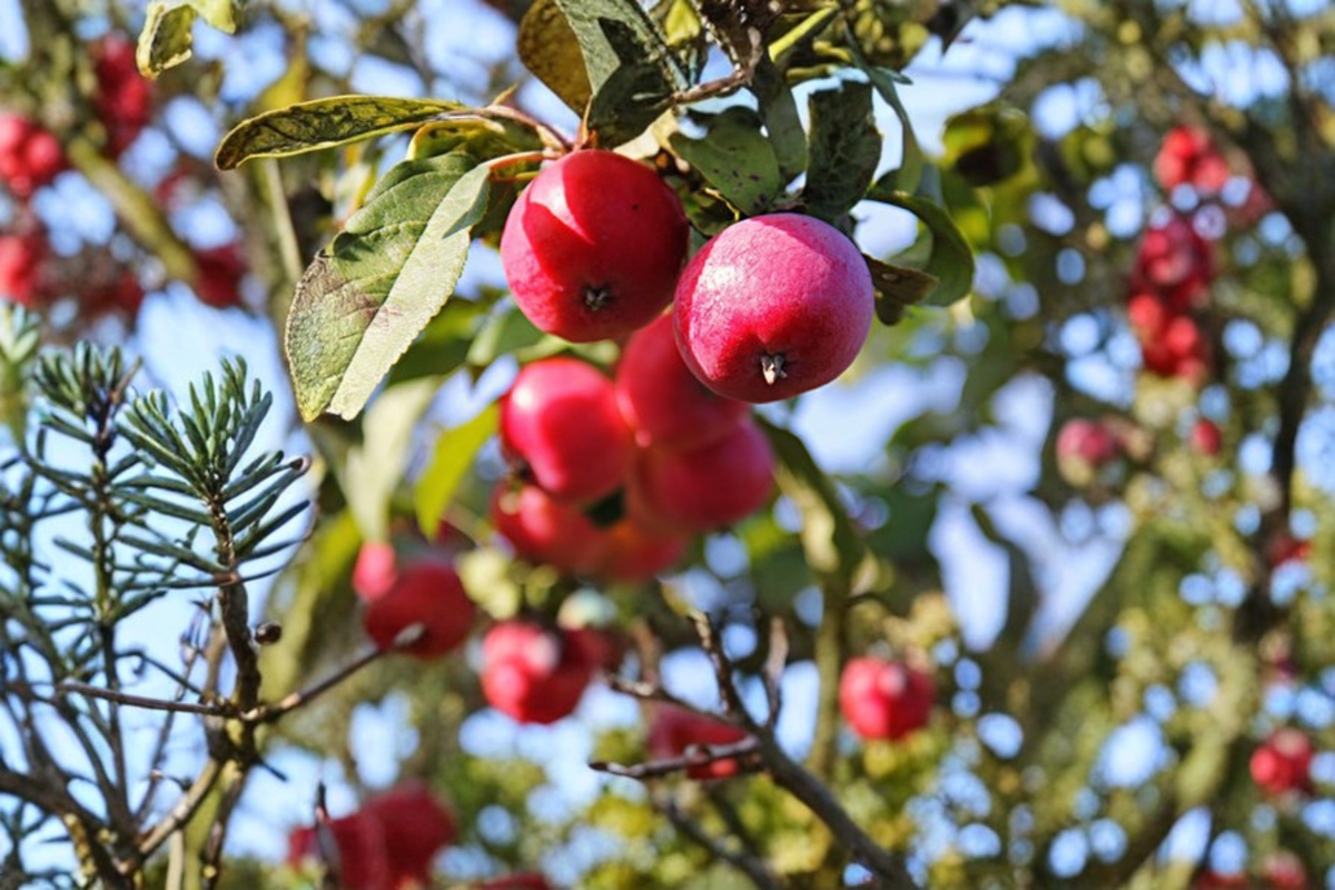 Calloway Fruiting Crabapple Tree 4-6 Ft Live Plant – Ornamental Flowering Tree with Small Fruit, Outdoor Garden Landscape Tree