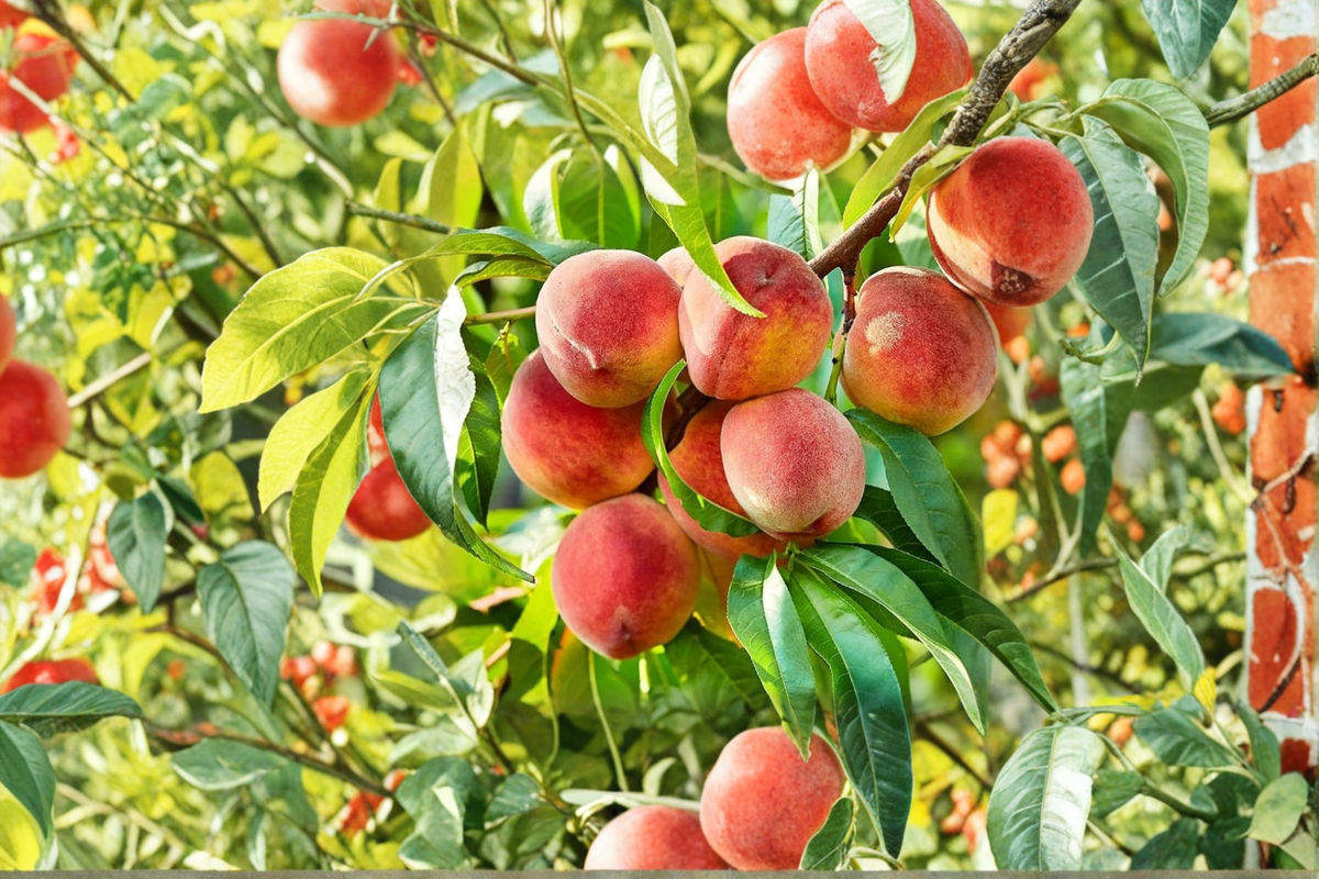 Denman Peach Tree 4-6 FT Live Plant – Sweet Juicy Fruit Tree for Backyard Orchard Garden Easy Grow Home Plant No Ship CA