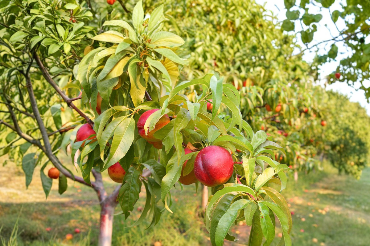 May Fire Nectarine Tree 4-6 FT Live Plant – Sweet Juicy Fruit Tree for Backyard Orchard Garden Easy Grow Home Plant No Ship CA
