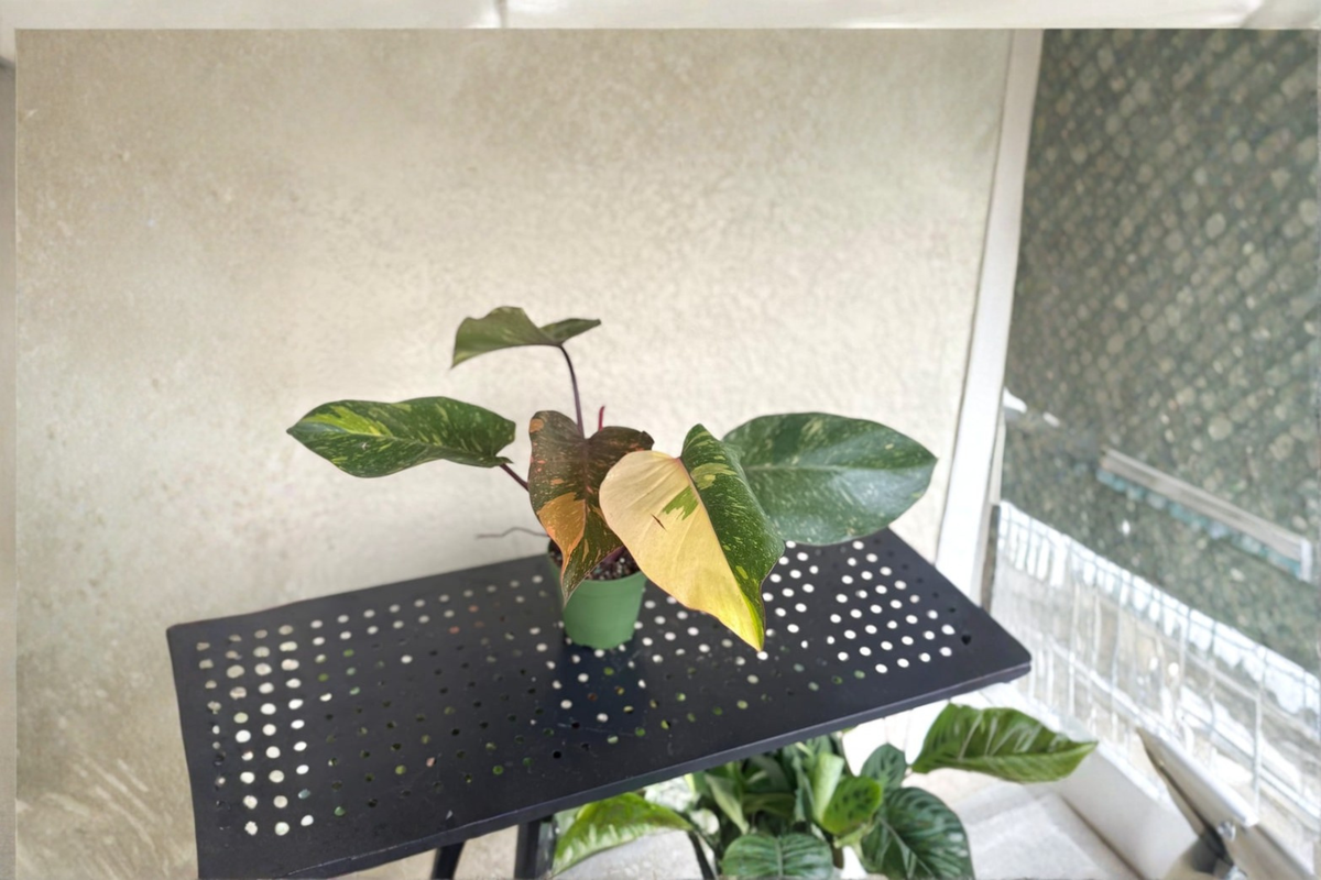 Philodendron Orange Princess Live Plant Variegated Tropical Houseplant Rare Indoor Foliage Plant Decor