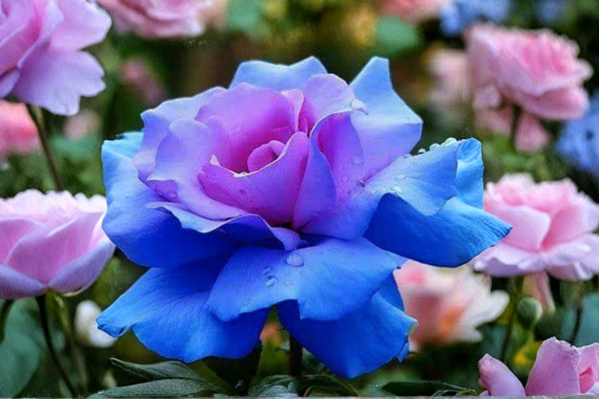 Rare Blue Purple Rose Seeds - 20 Pack, Ornamental Flower Seeds for Garden, Rosa spp., Full Sun, Container & Landscape Planting