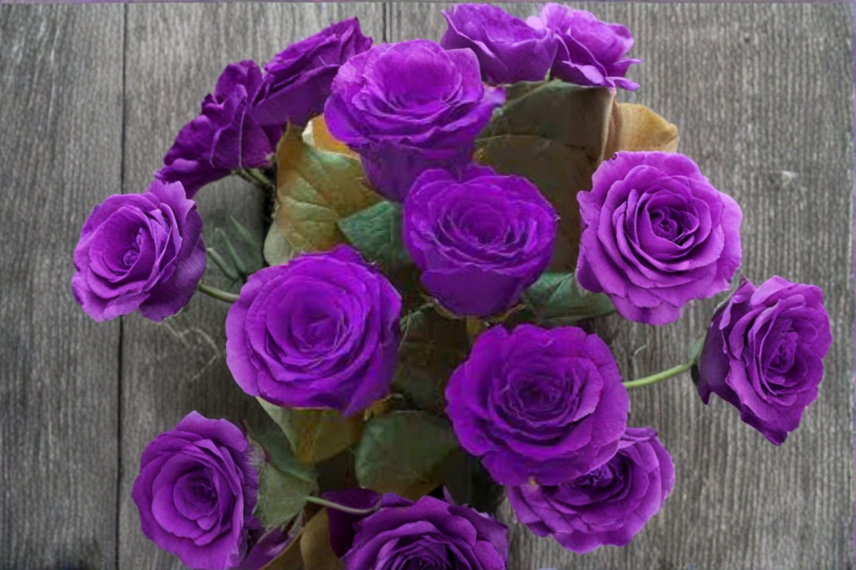 Rare Dark Purple English Rose Seeds 20 Pack Ornamental Rose Flower Seeds for Garden Planting USA Seller Combined Shipping
