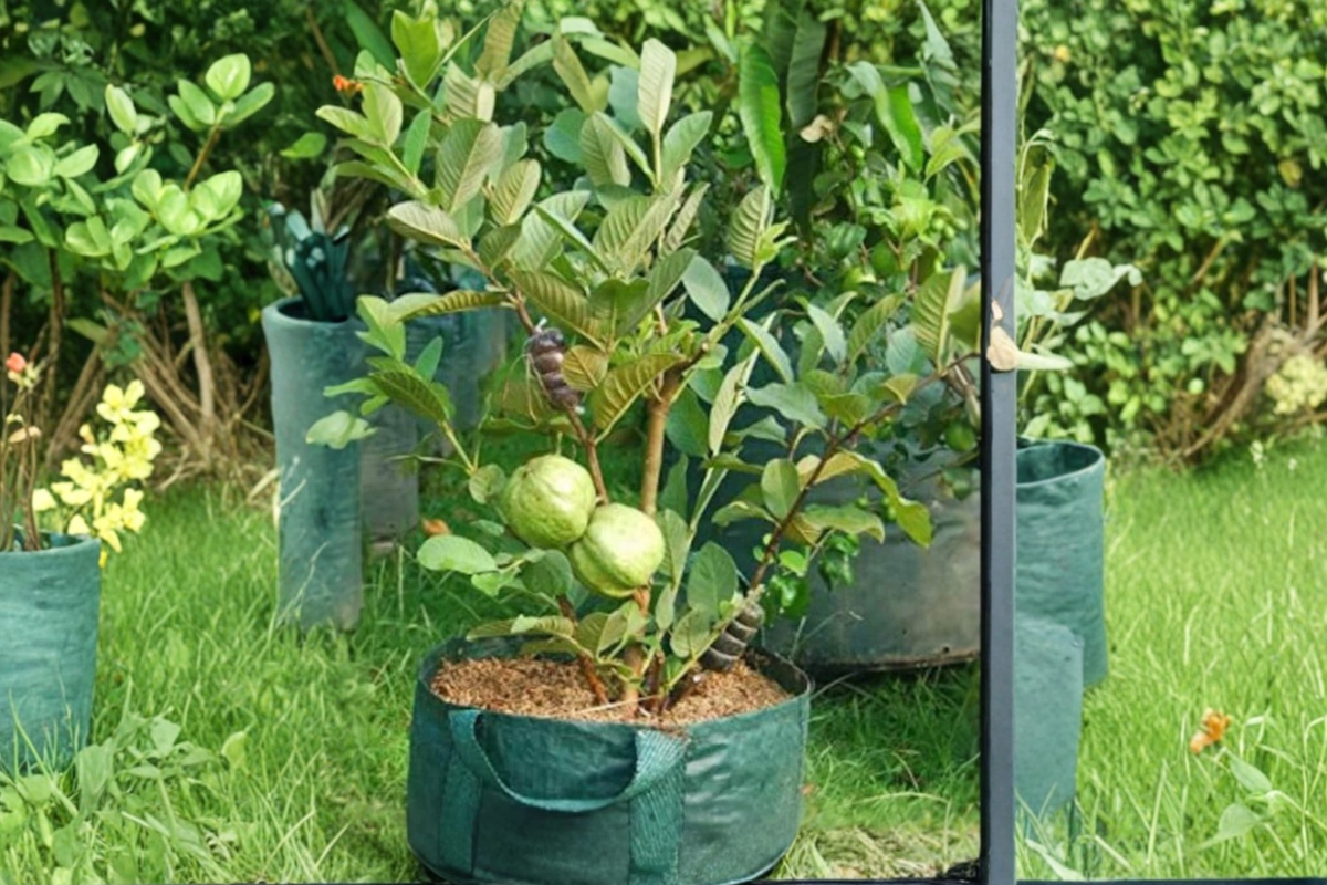 Rare Dwarf Guava Tree Seeds 20 Pack Tropical Fruit Seeds for Indoor Outdoor Garden Planting USA Seller Combined Shipping