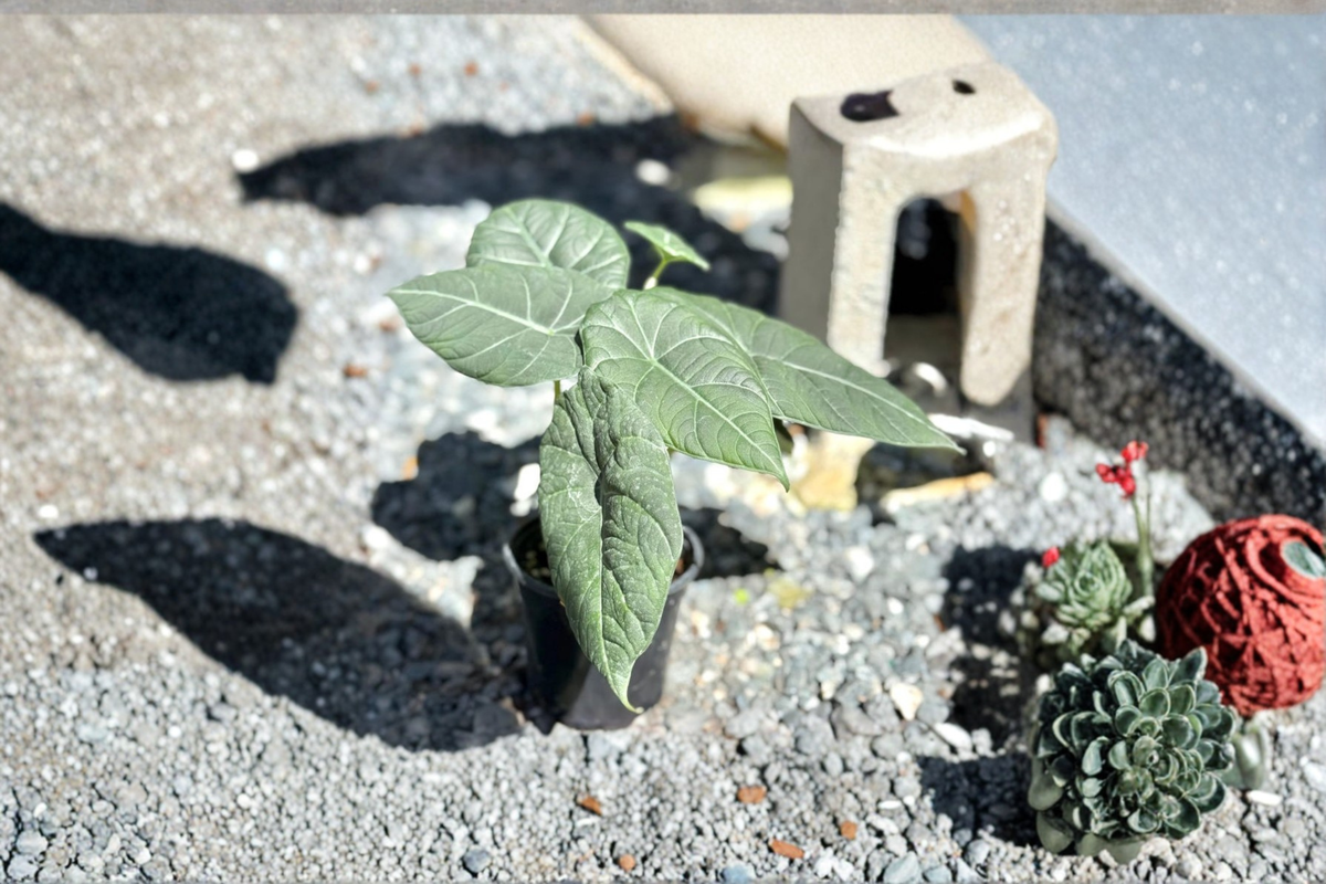 Alocasia Maharani Live Plant, 4-Inch Pot, Silver-Green Tropical Houseplant, Rooted Elephant Ear, Indoor Jungle Decor