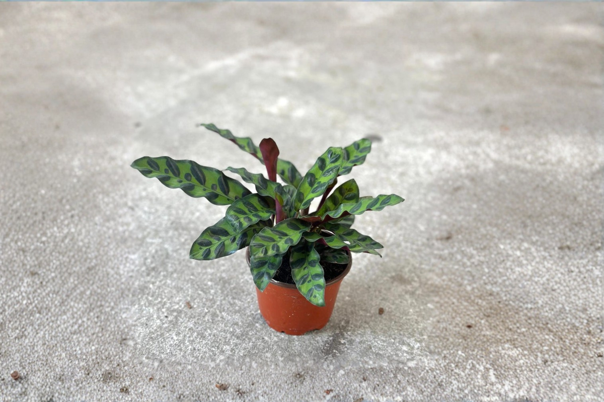 Calathea Lancifolia Live Plant, Rattlesnake Prayer Plant, 2 Inch Pot, Tropical Indoor Houseplant, Decorative Foliage