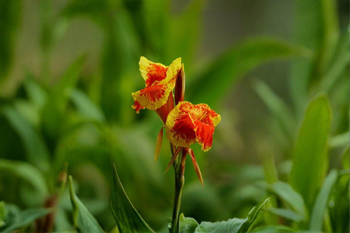 Red Gold Flame Canna Lily Live Starter Plant – Tropical Flowering Perennial