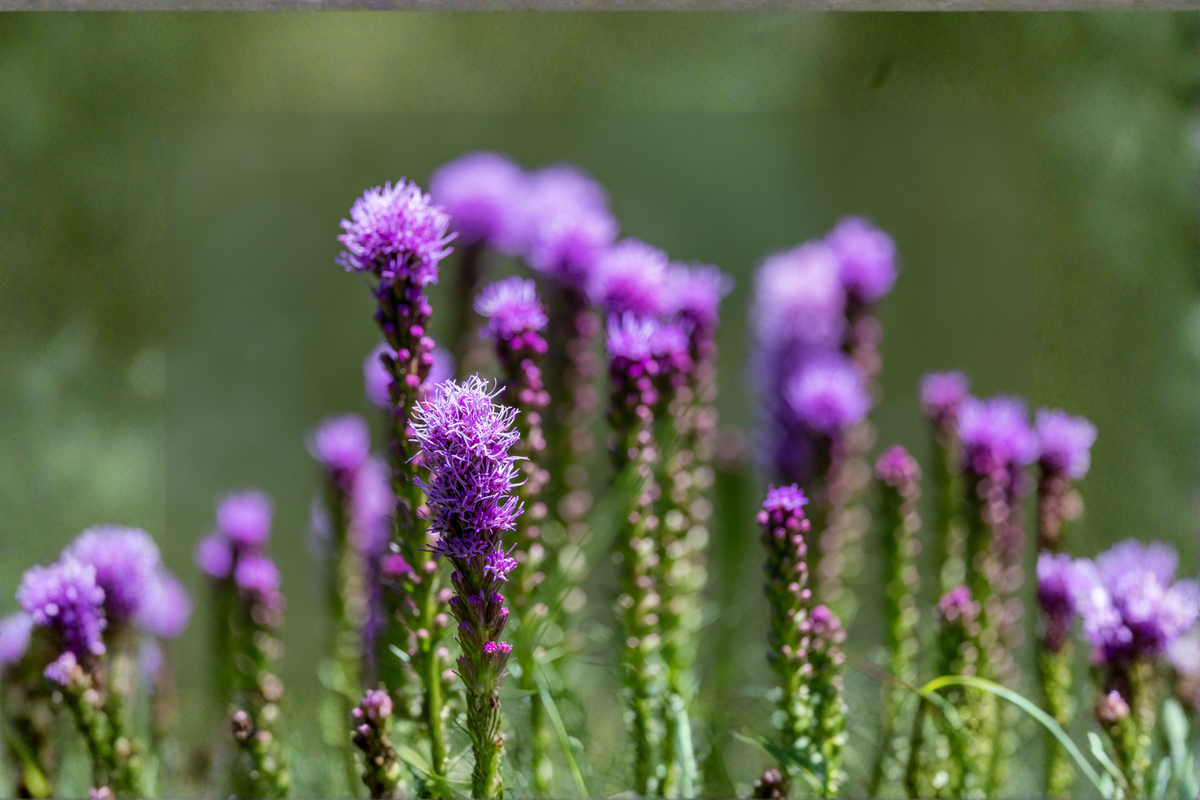Liatris Floristan Violet Live Plants – 4 Perennial Starter Plugs, Liatris spicata