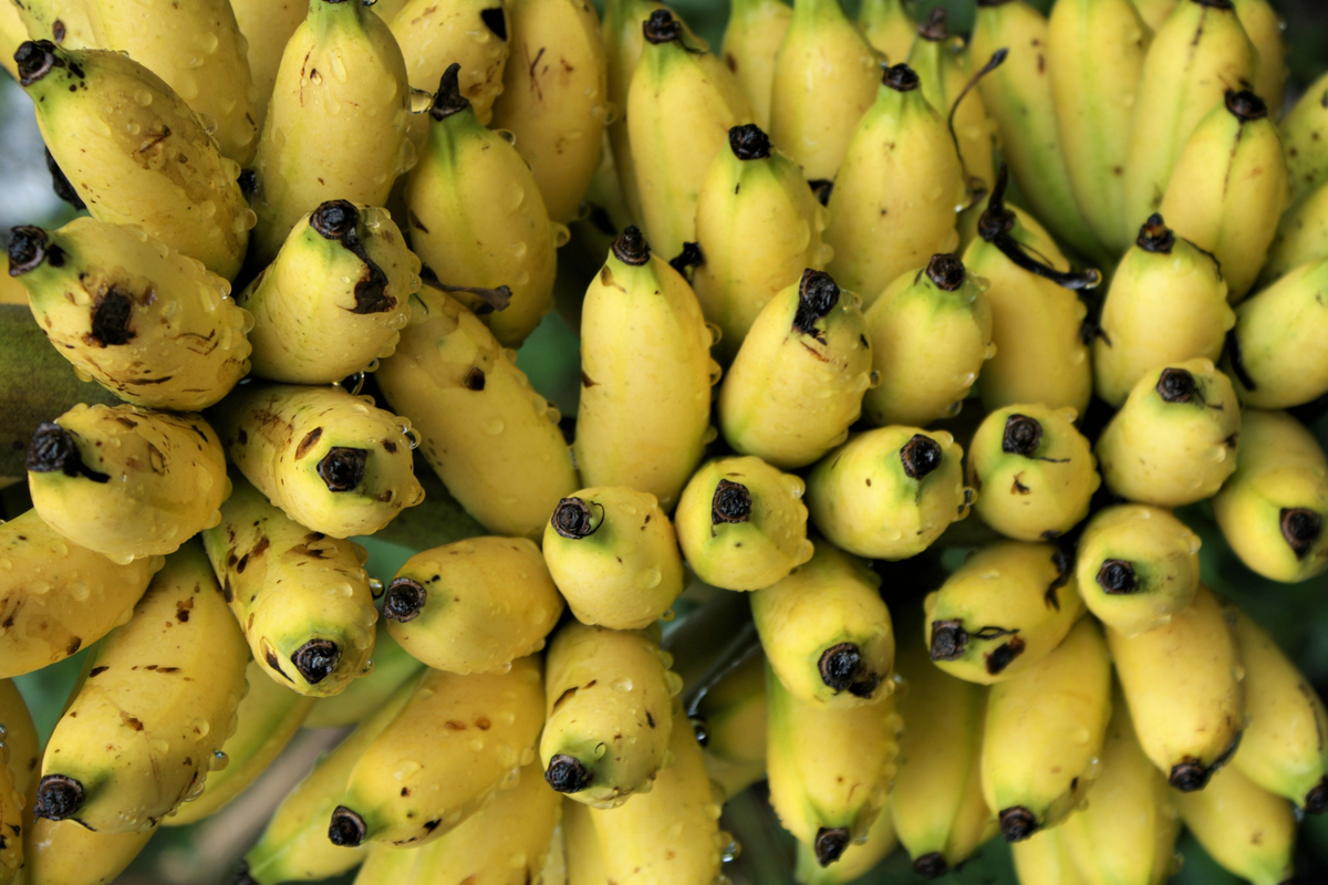 Chinese Dwarf Yellow Banana Live Starter Plant – Golden Lotus Musella lasiocarpa
