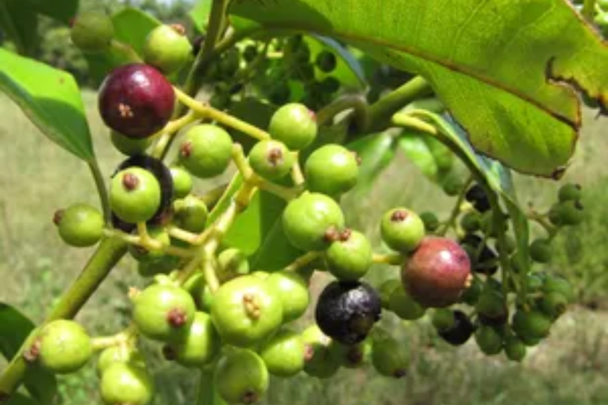 Allspice Live Plant – Pimenta dioica (Jamaica Pepper)