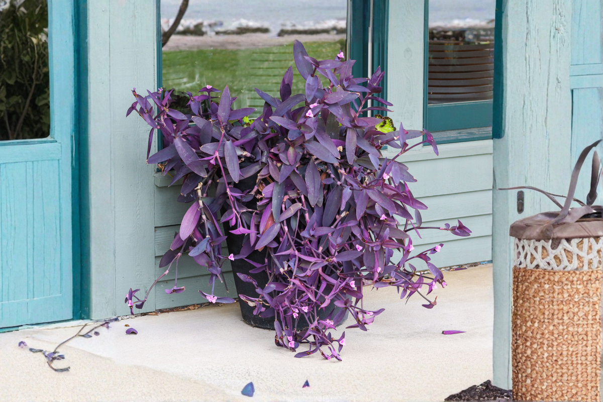 10 Purple Heart Cuttings – Wandering Jew – Tradescantia pallida 'Purpurea'
