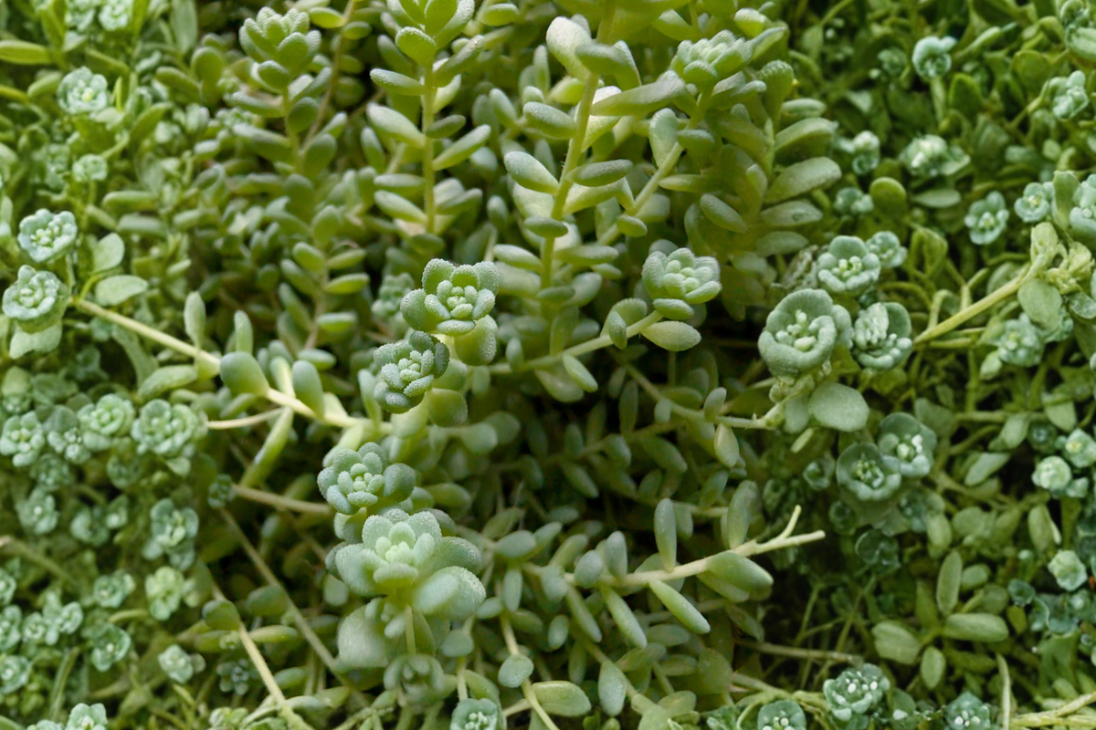 Himalayan Skies Sedum Live Succulent – 2 Inch Pot – Sedum dasyphyllum