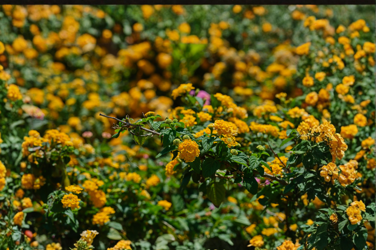Trailing Yellow Lantana Live Plant – 4 Inch Pot – Lantana montevidensis (Ships Without Pot)
