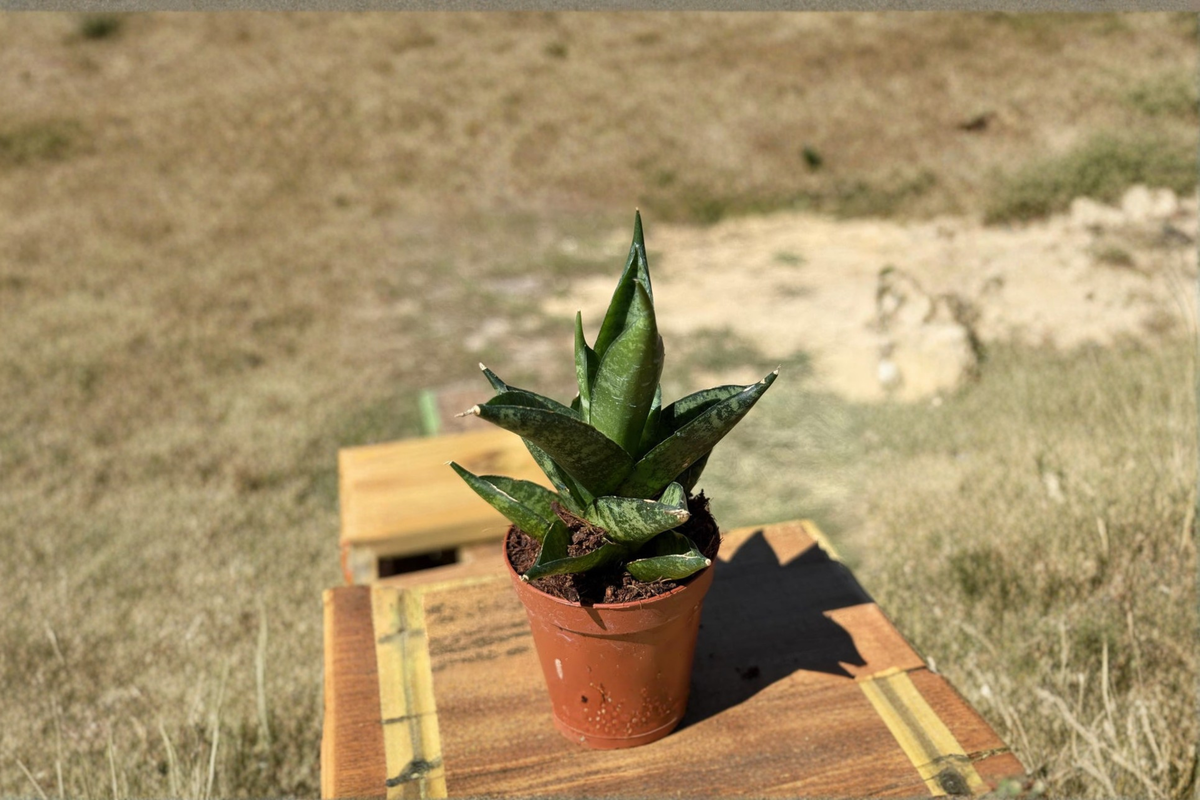 Sansevieria Black Pagoda Live Plant, 2-Inch Pot, Rare Snake Plant, Indoor Houseplant, Dracaena trifasciata, Beginner Friendly