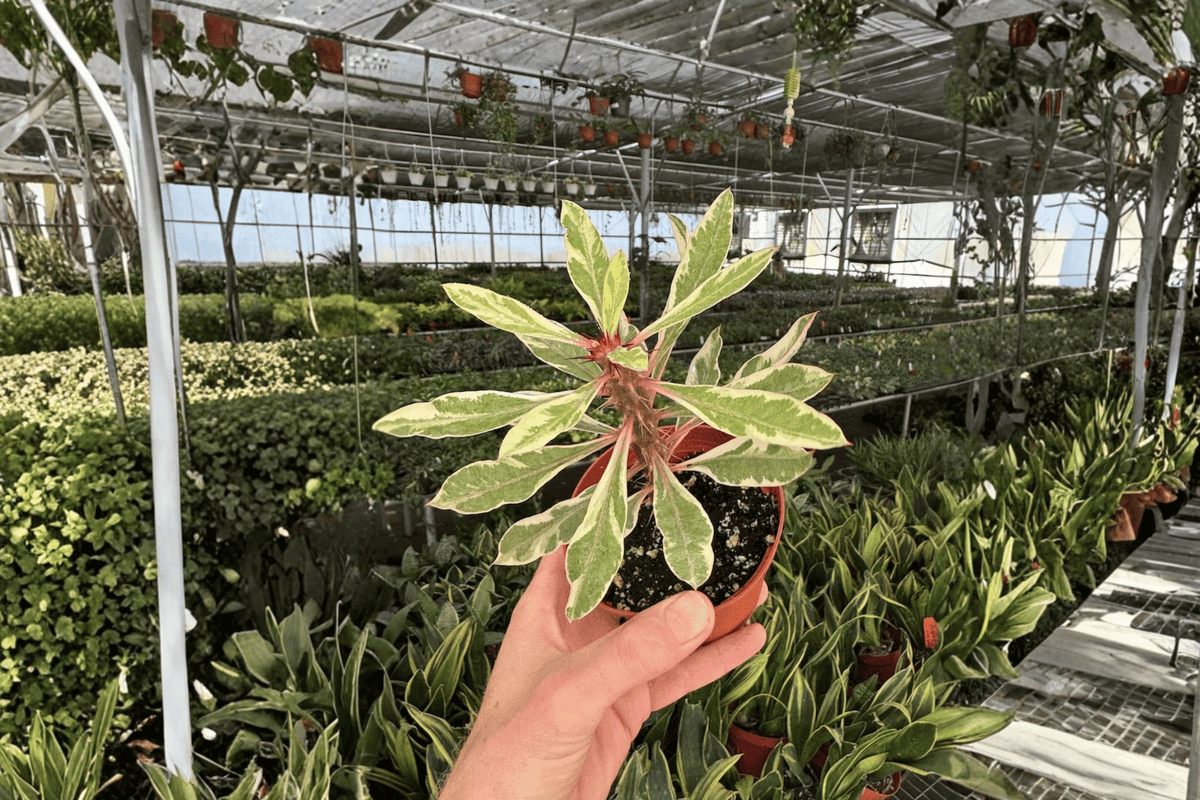 2 Variegated Crown of Thorns Live Plants – 4-Inch Pot Euphorbia milii